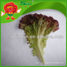 Массовые замороженные овощи, кристаллический гидропонный красный листовой салат
